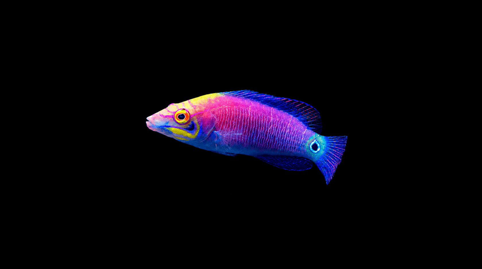 Mystery Wrasse