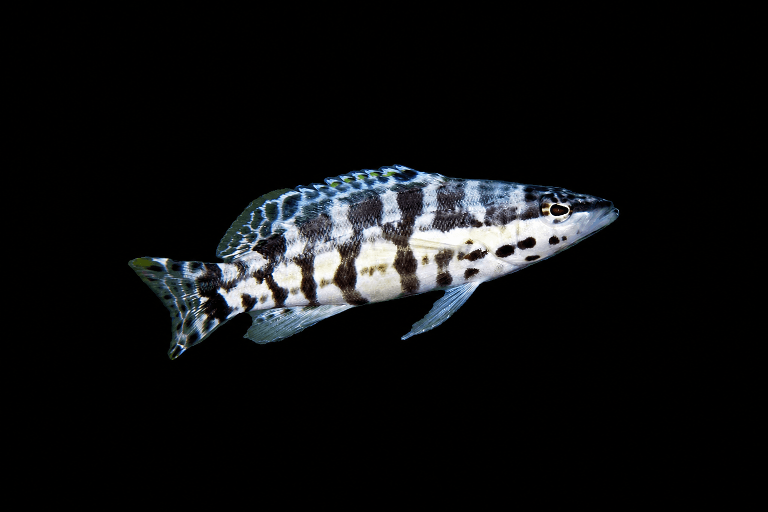 Harlequin Bass