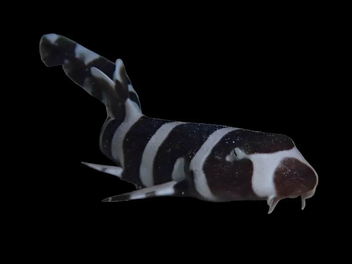 Banded Cat Shark
