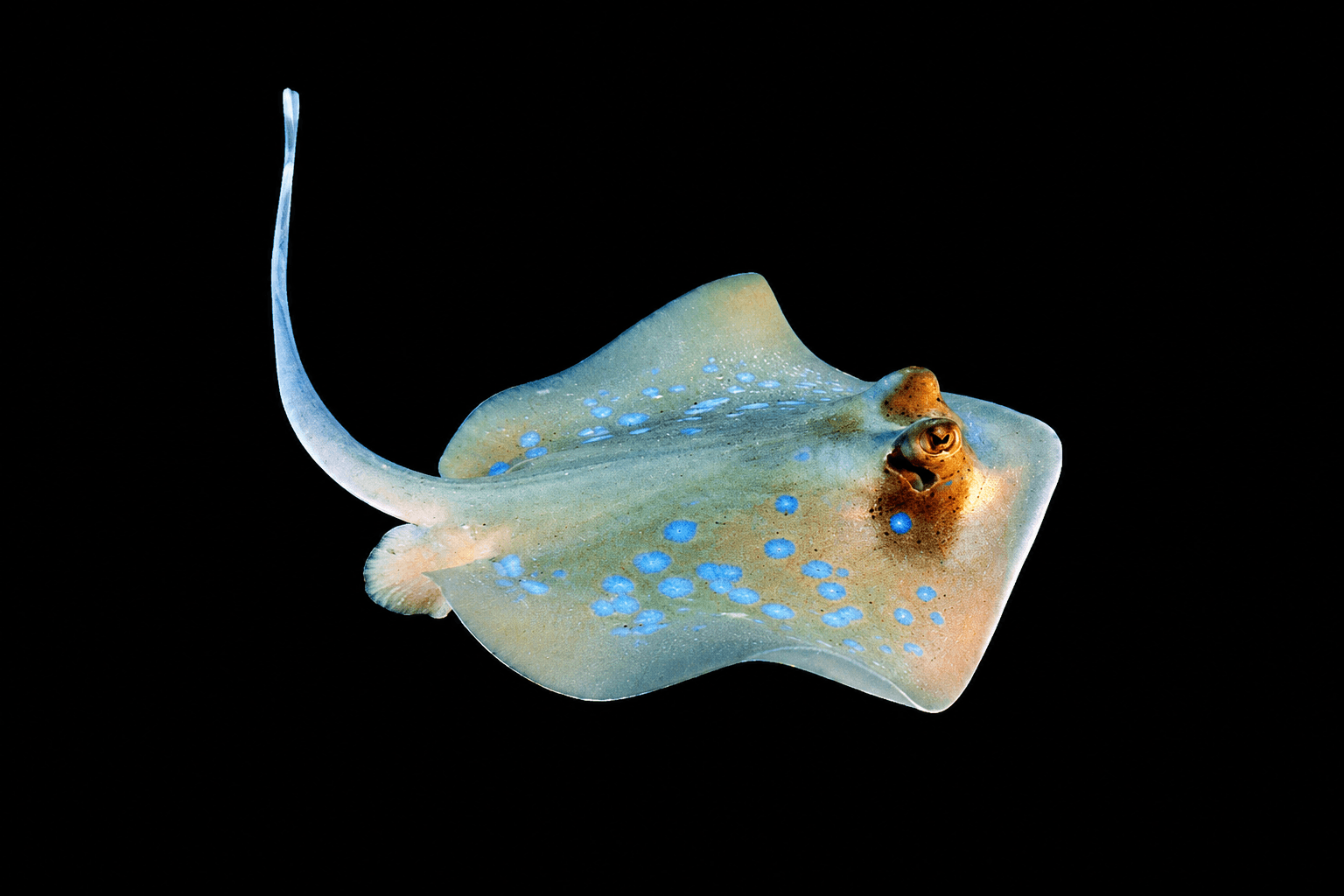 Masked Blue Spotted Ray