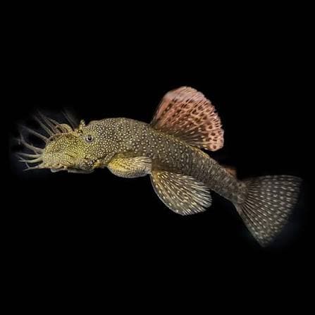 Bristlenose Plecostomus (Ancistrus sp.)