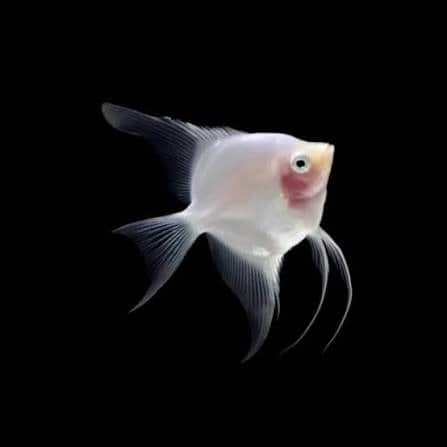 Assorted Blushing Angelfish