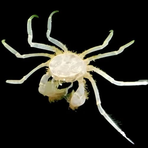 Thai Micro Spider Crab