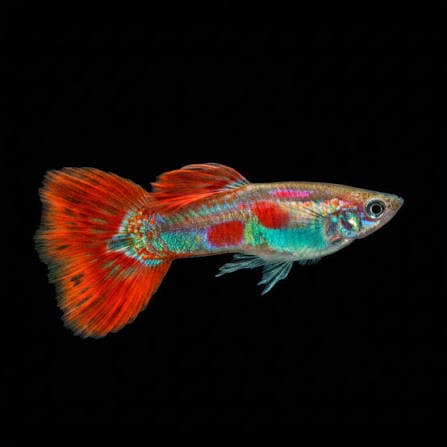 Pigeon Blood Guppy Male
