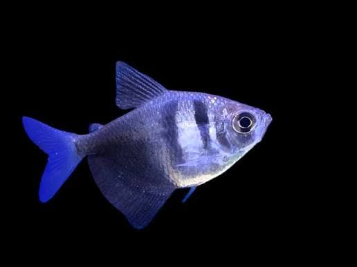 Black Skirt Tetra