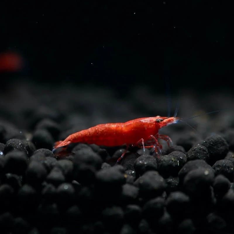 Red Fire Shrimp
