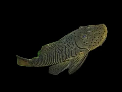 Rubber Plecostomus ( L146 )