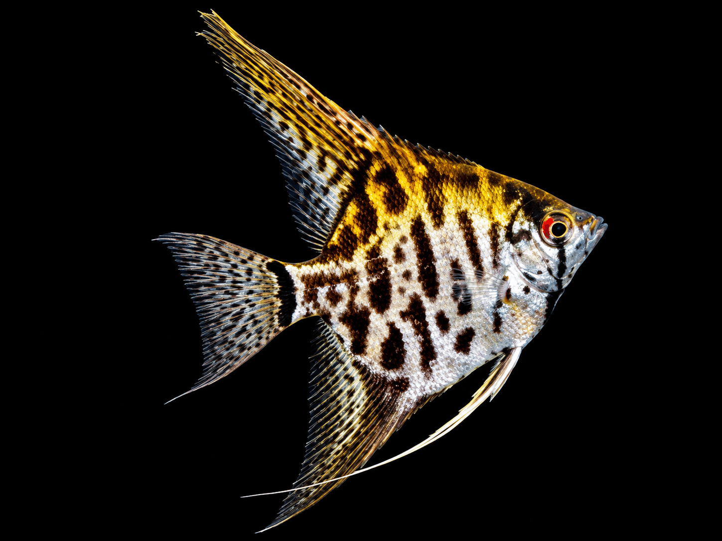Leopard Angelfish