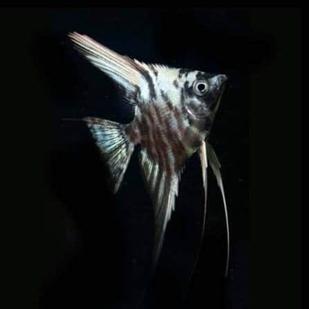 Marble Angelfish