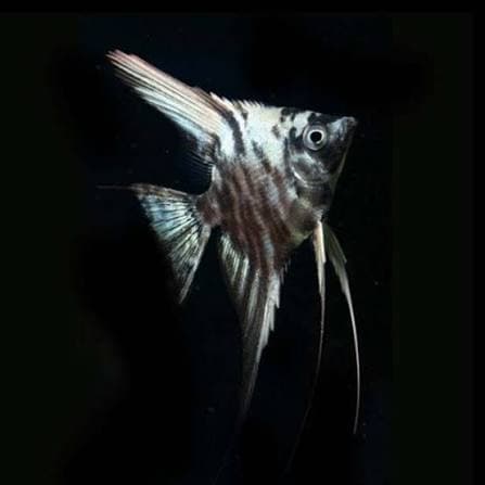 Marble Angelfish