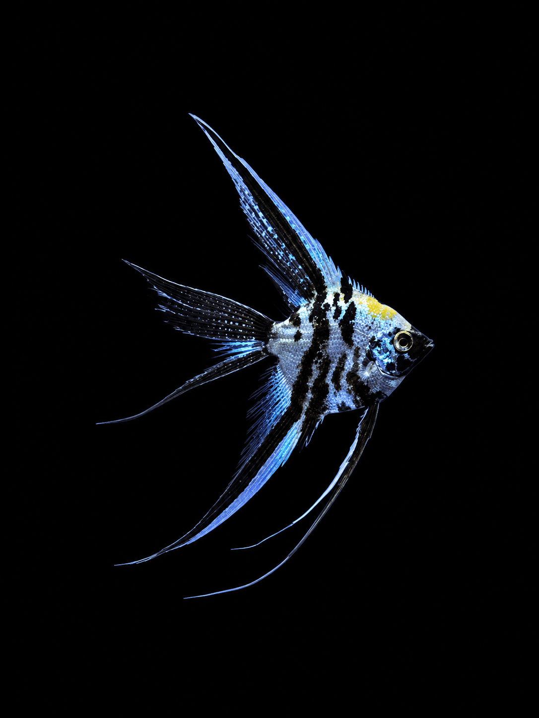 Assorted Veil Angelfish