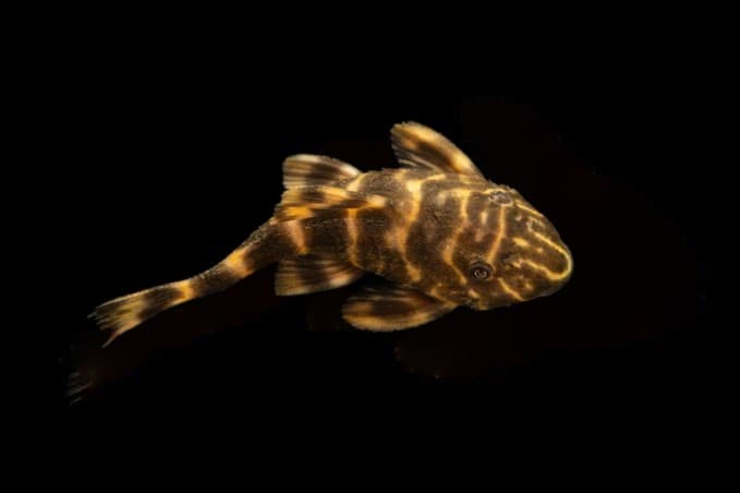 Clown Plecostomus ( L104 )