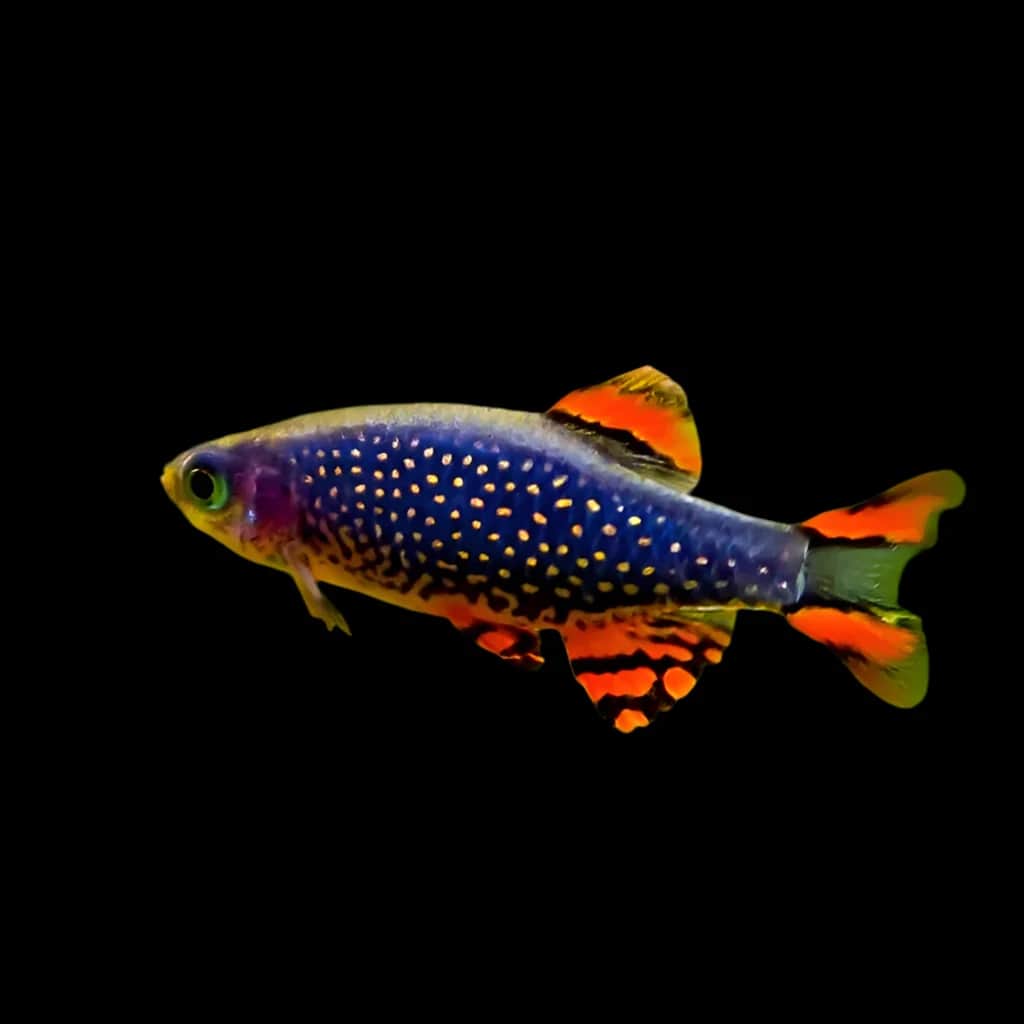 Galaxy Rasbora