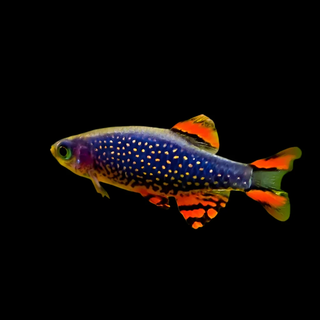 Galaxy Rasbora