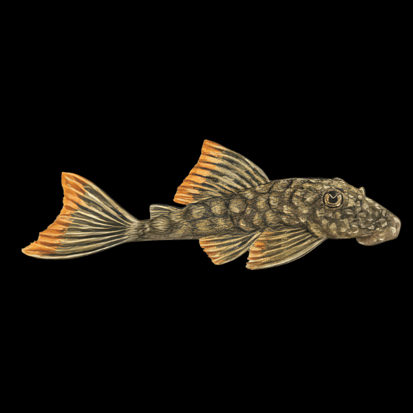 Orange Seam Plecostomus ( L106)