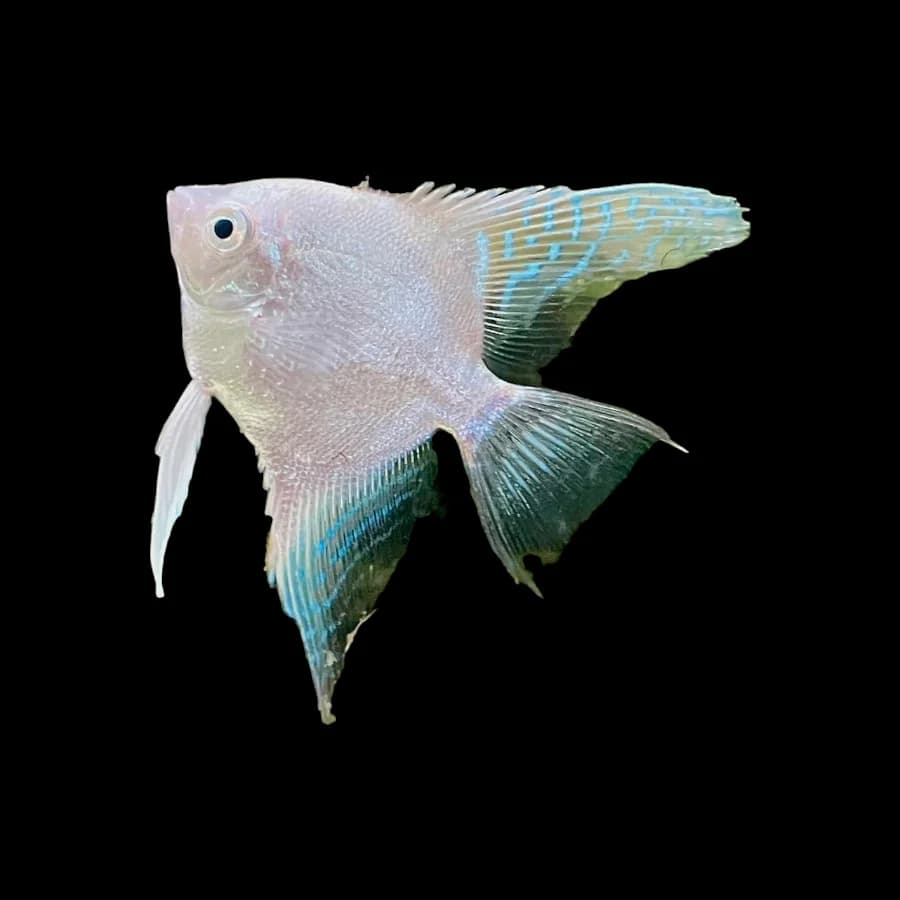 Platinum/Albino Angelfish
