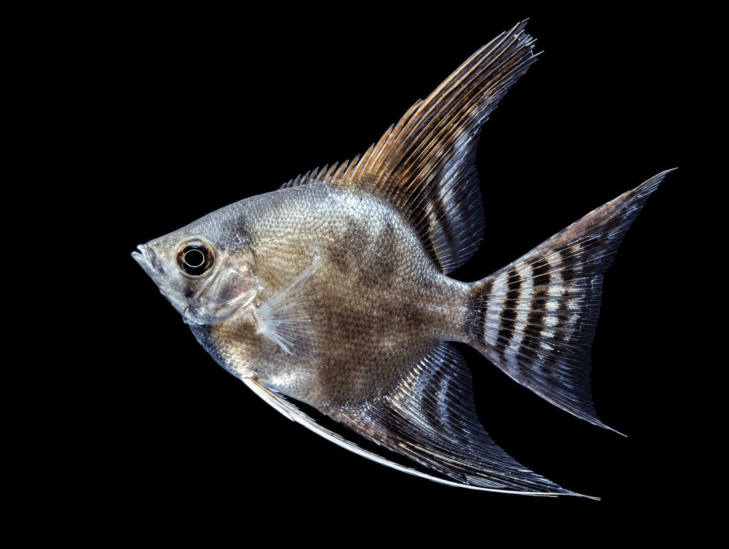Smokey Angelfish