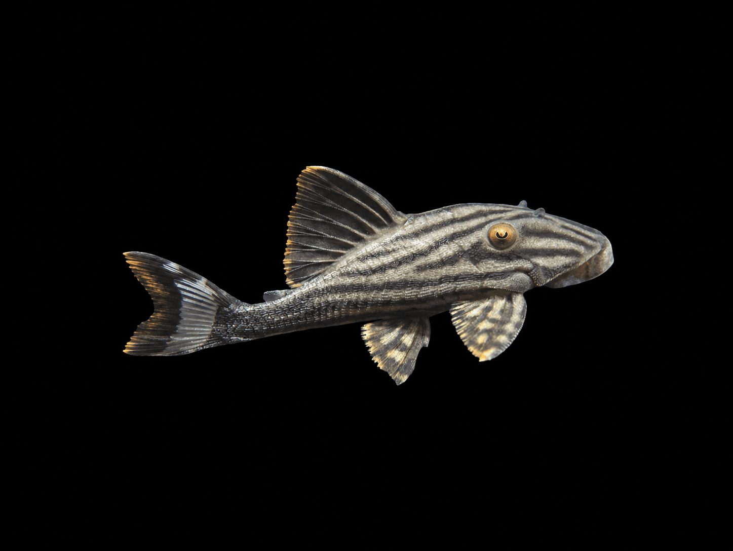Royal Plecostomus ( L190 )