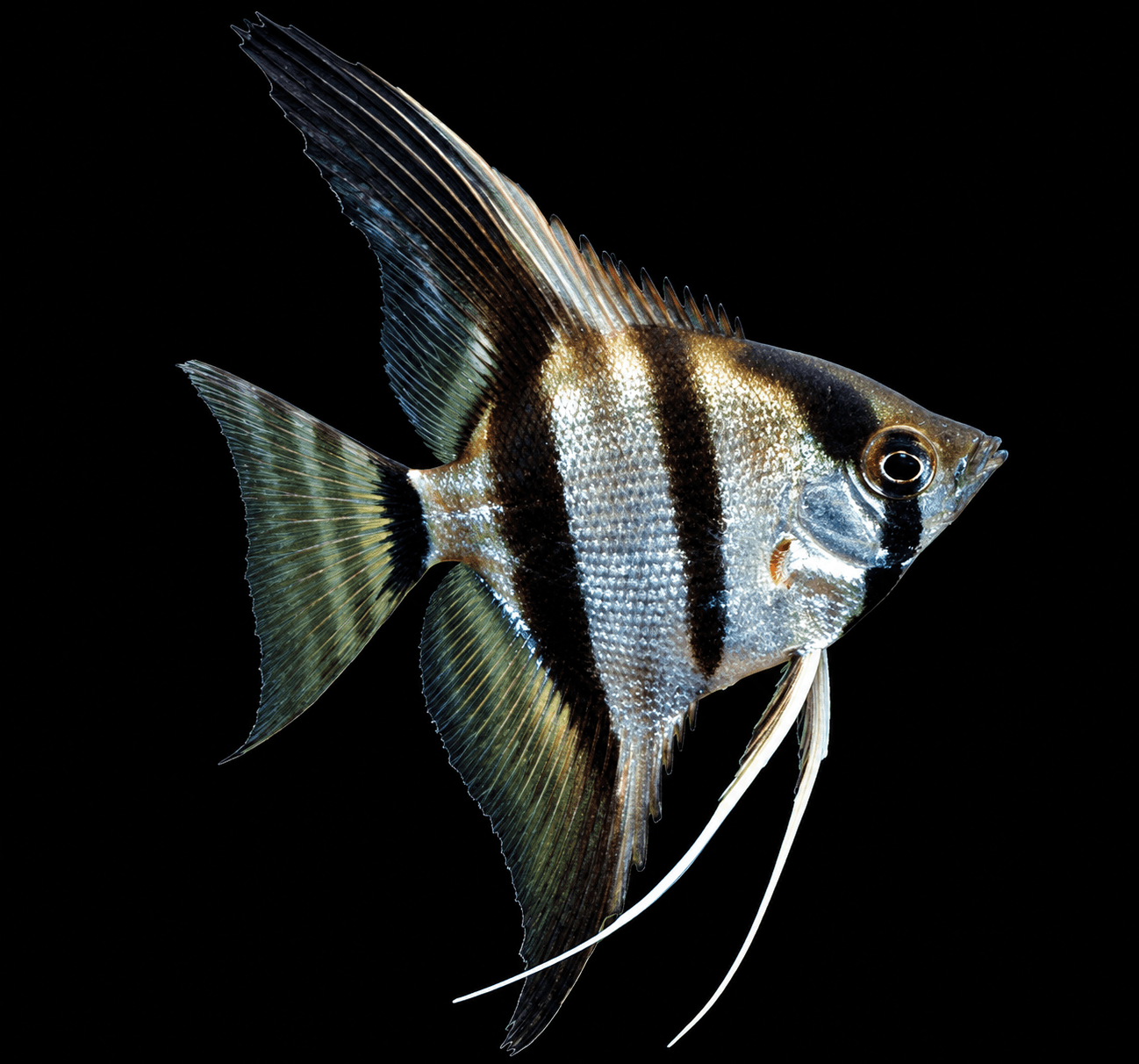 Silver Angelfish