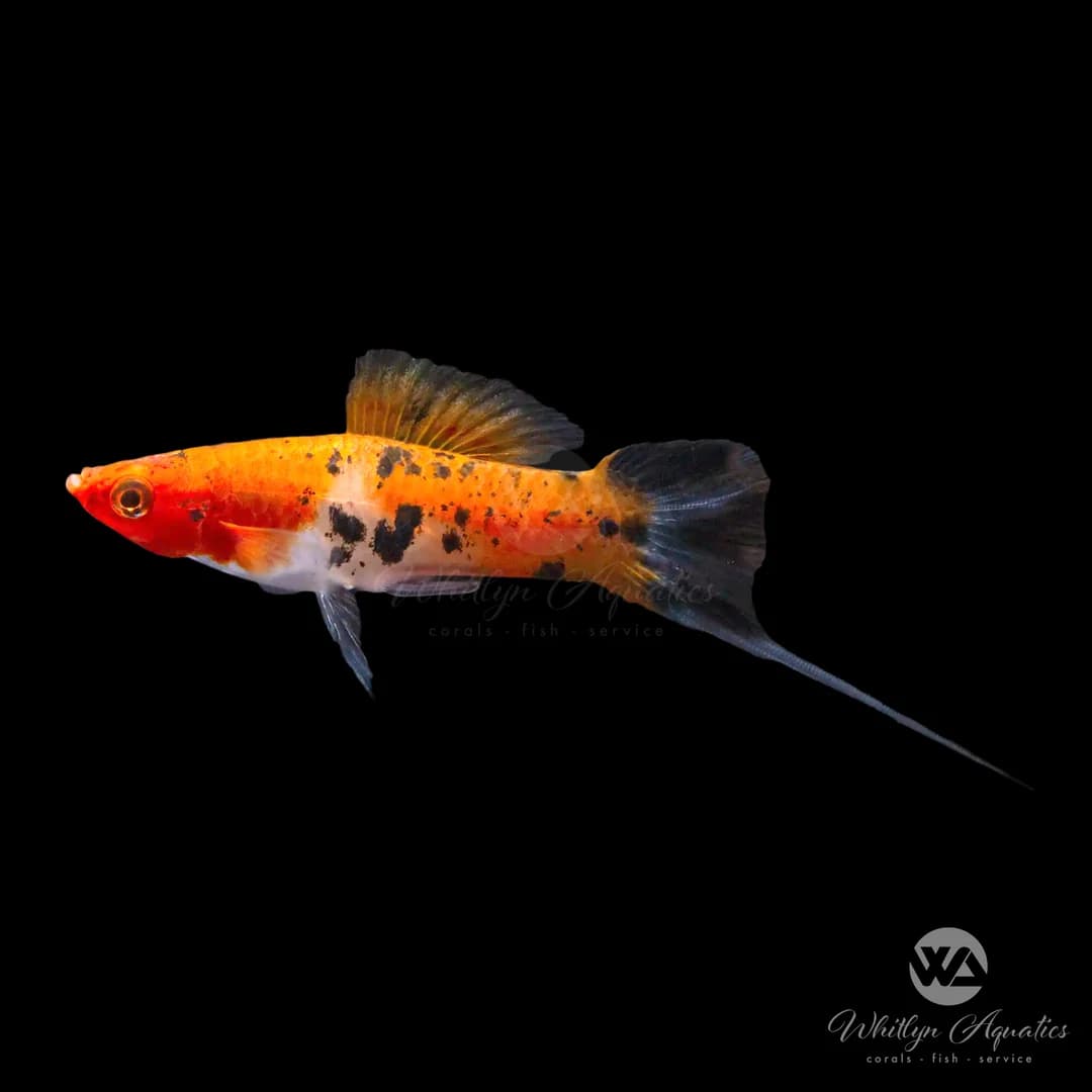 Sanke Swordtail