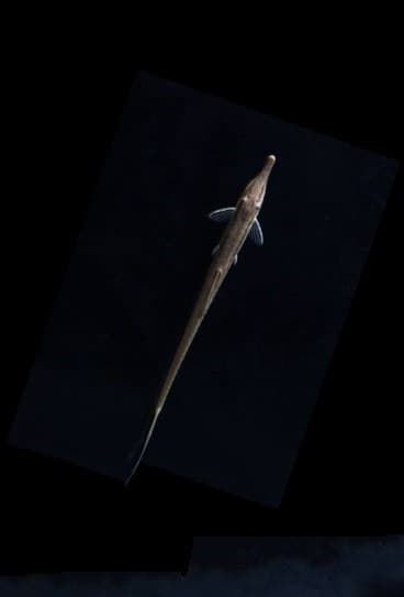 Farlowella Catfish ( Goldfish Safe)