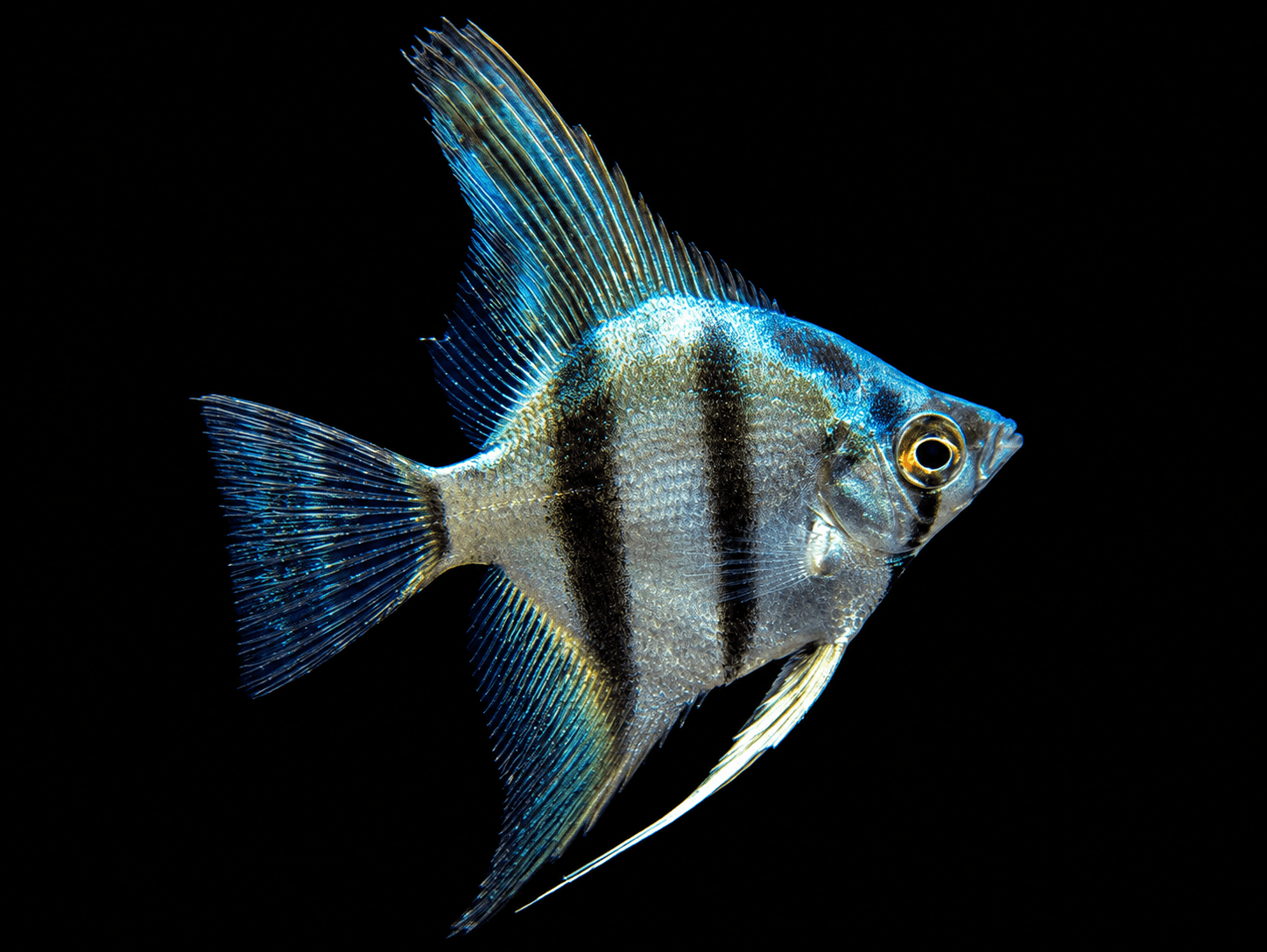 Blue Angelfish