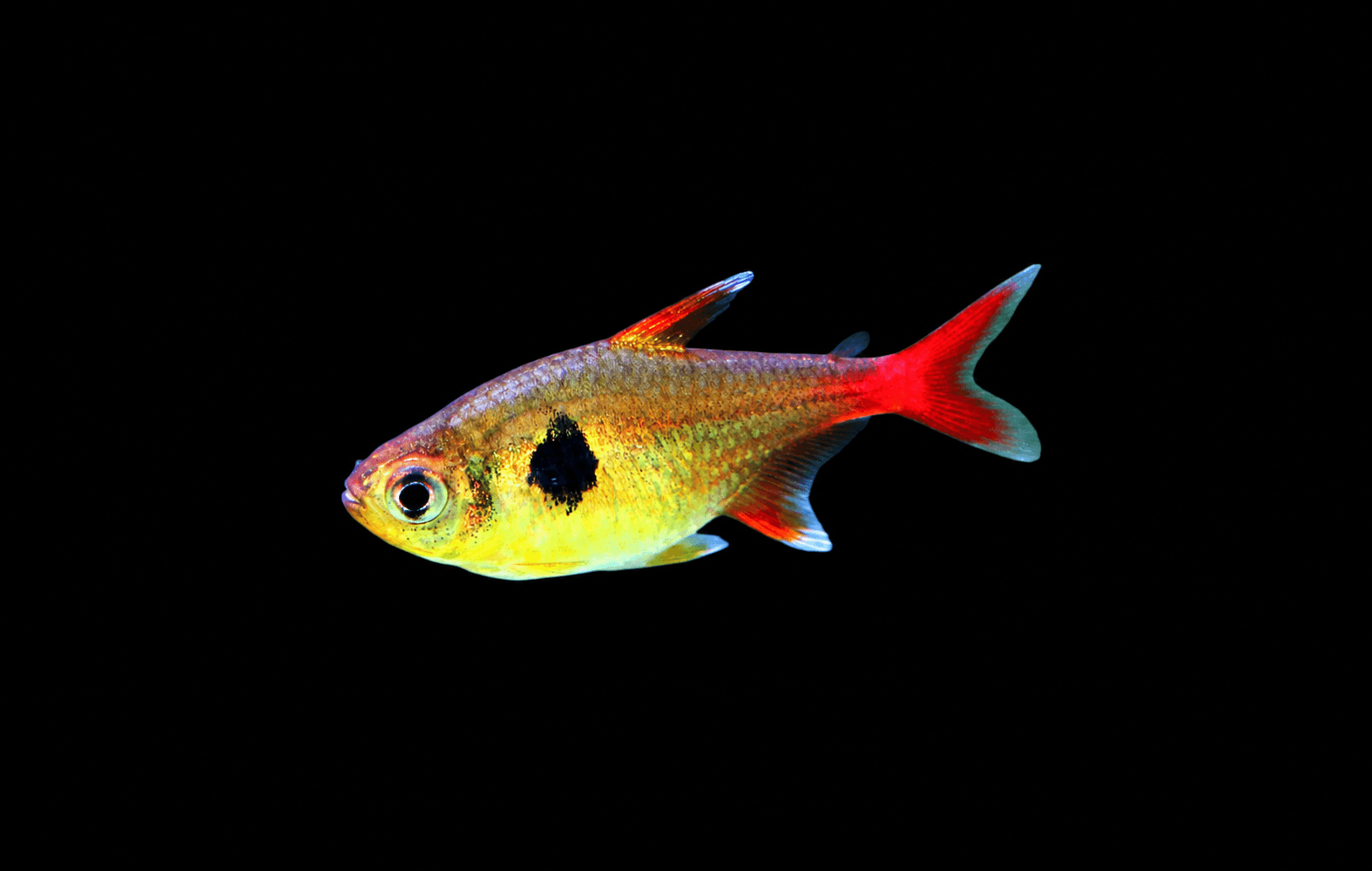 Yellow Phantom Tetra