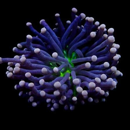 Joker Torch Coral
