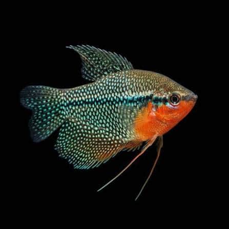 Pearl Gourami