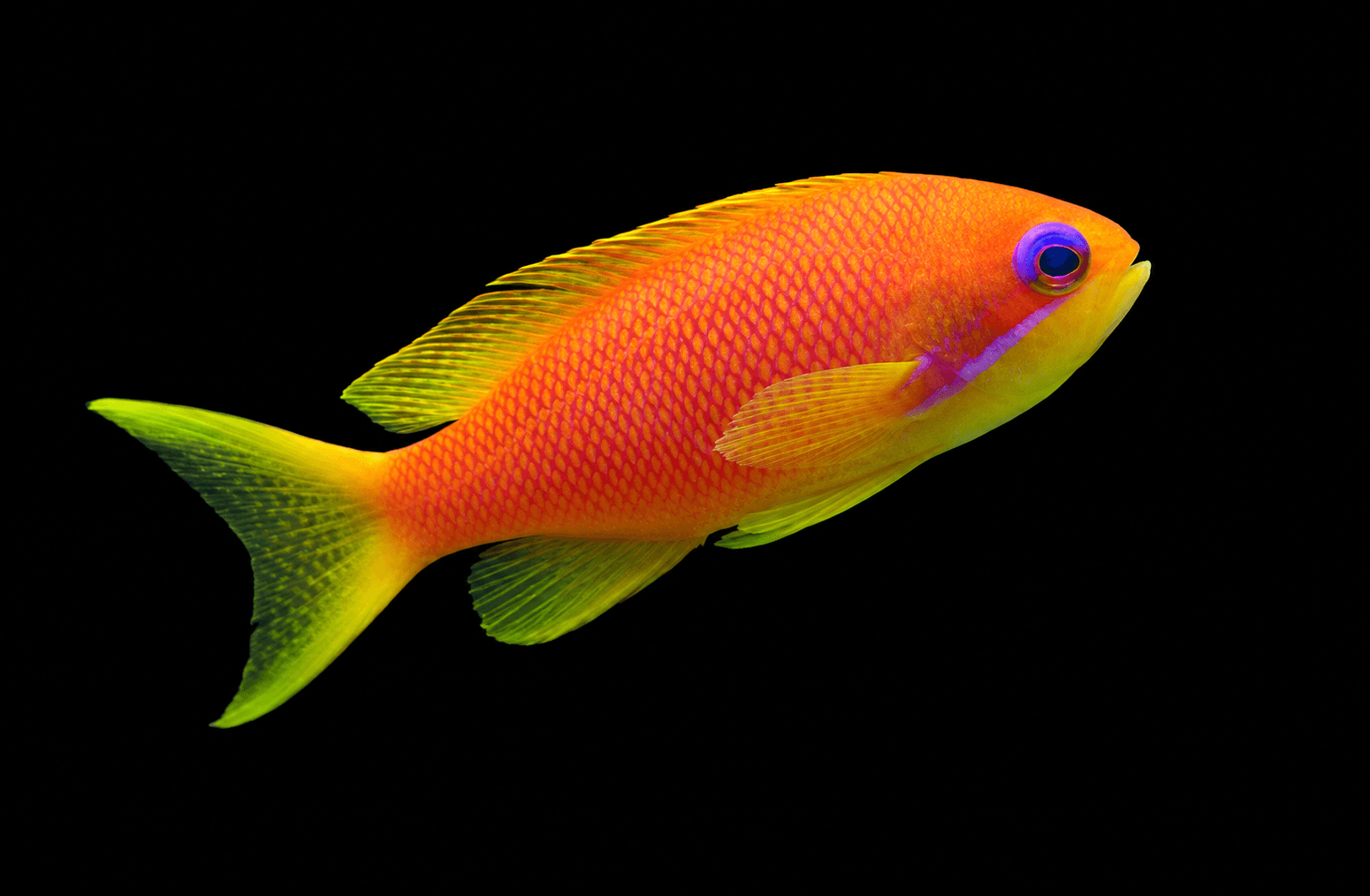 Blue Eye Lyretail Anthias ( Indian Ocean)