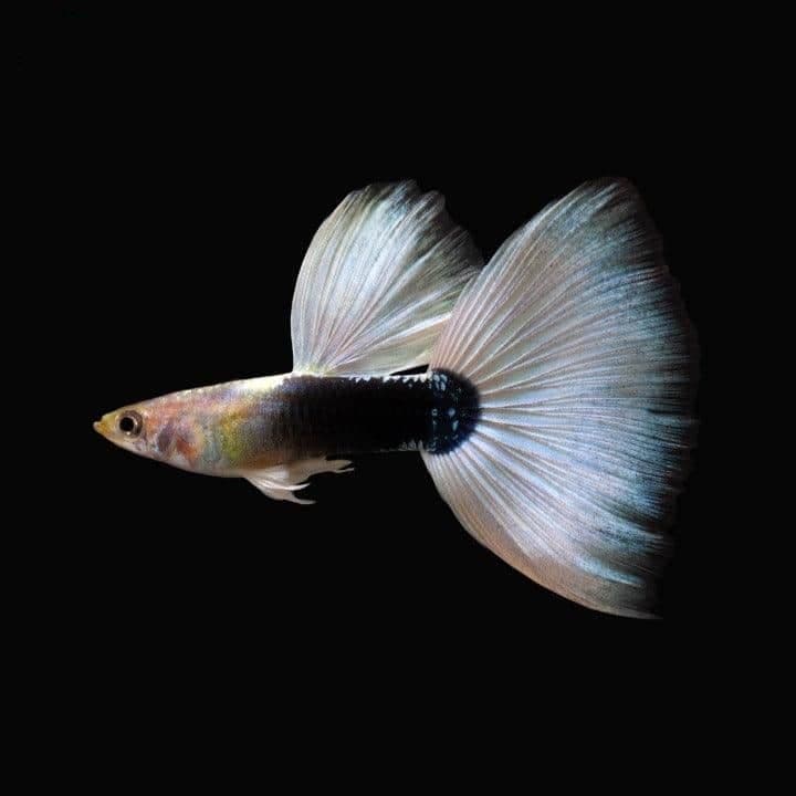 Half Black White Tuxedo Guppy Male