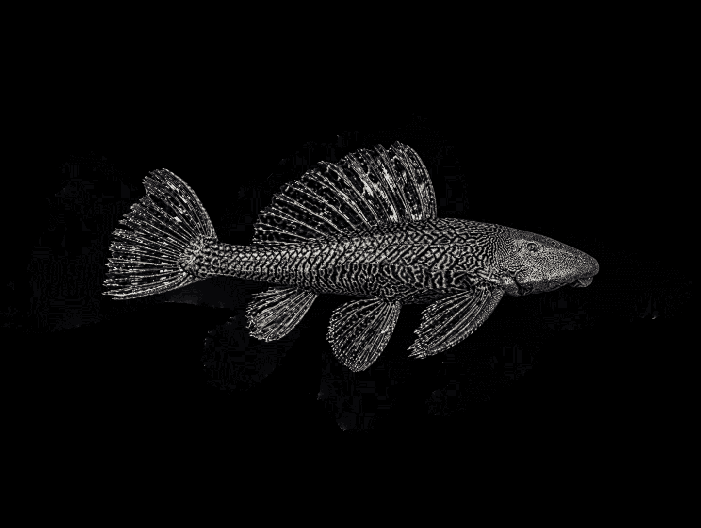 Common Plecostomus