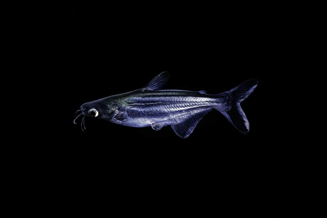 Iridescent Shark