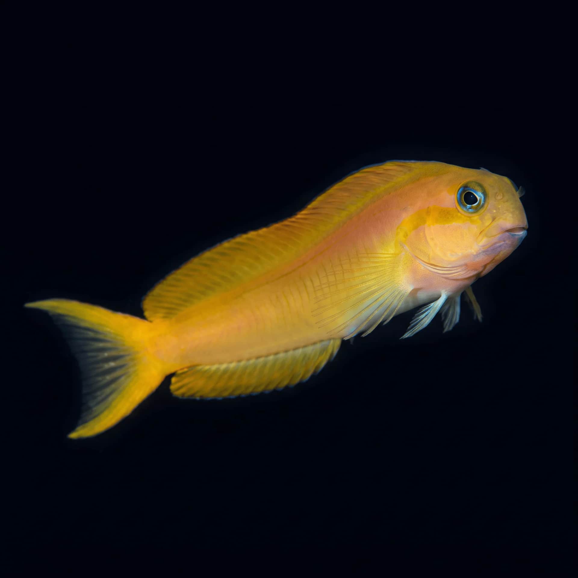 Midas Blenny