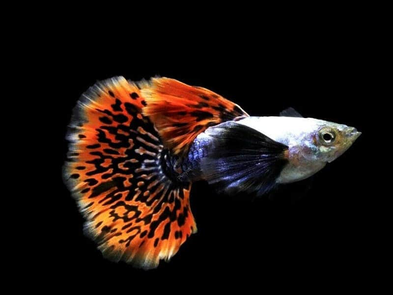 Dumbo Guppy (Male)