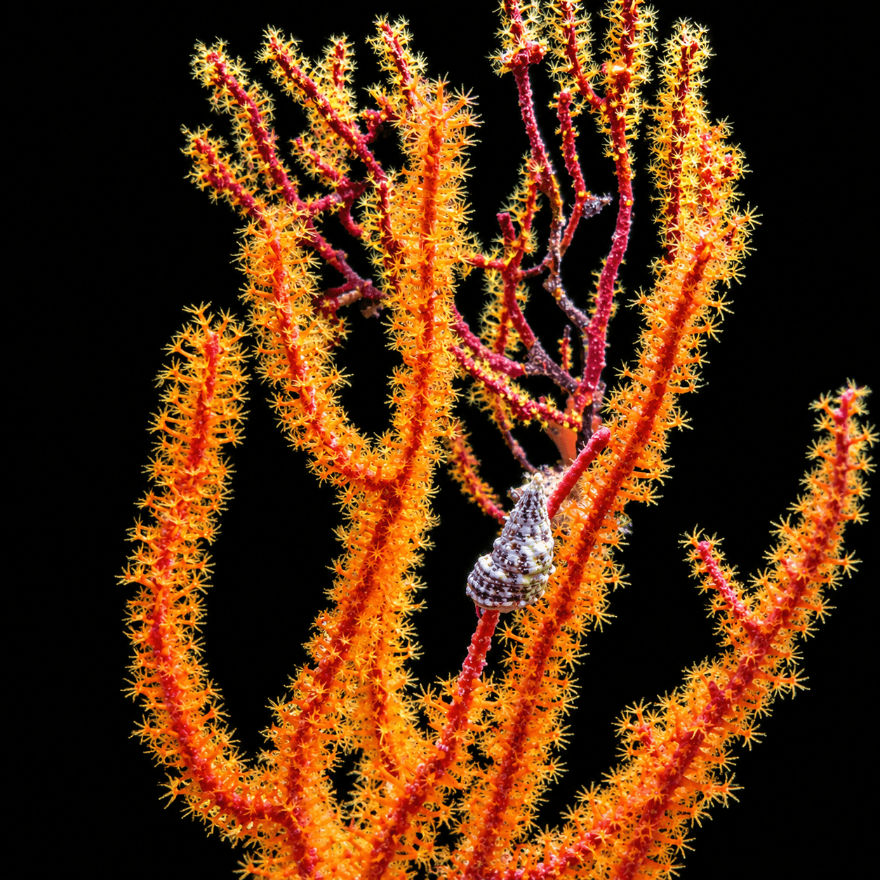 Red Sea Rod