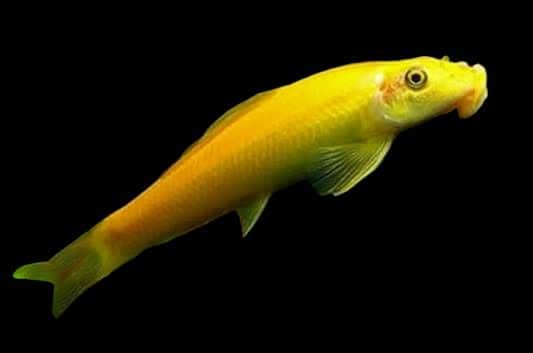 Golden Chinese Algae Eater