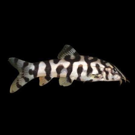 Yoyo Loach