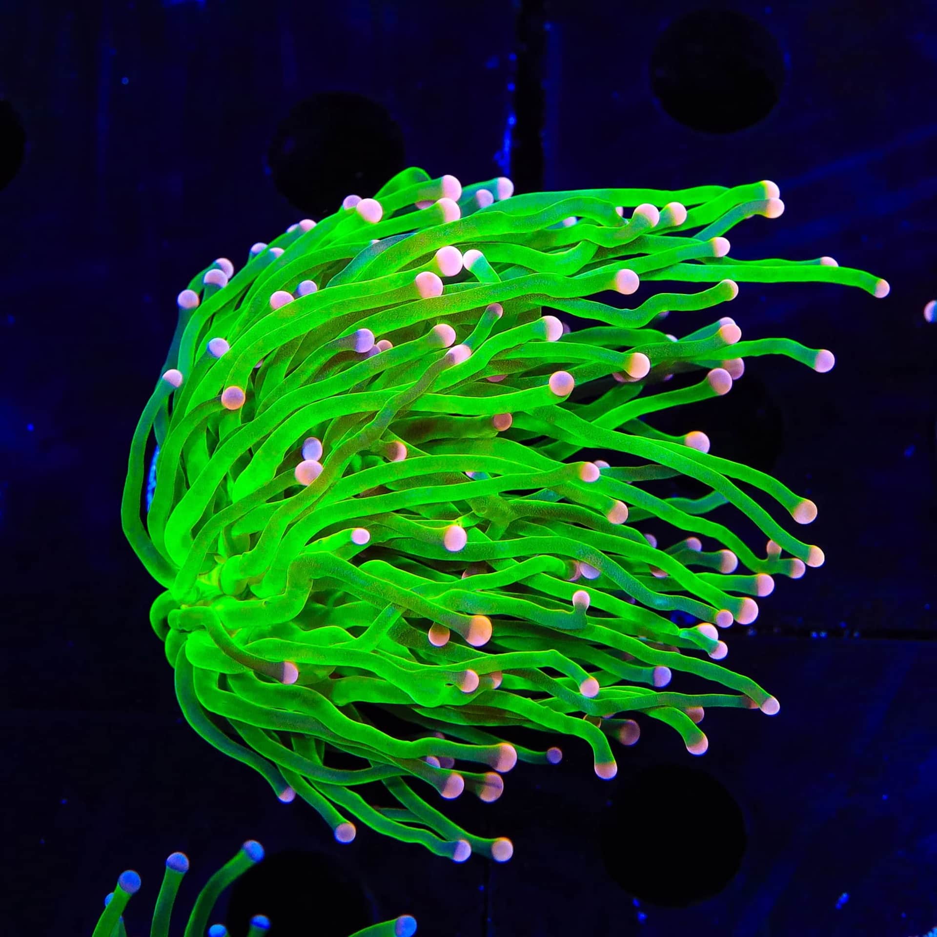 Pink Tip Holy Grail Torch Coral