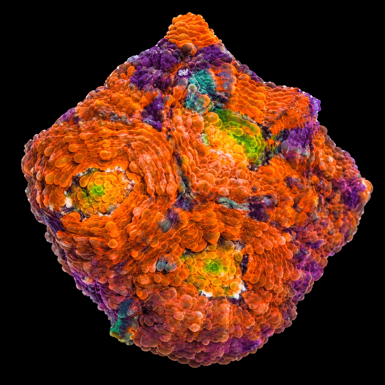 Orange Acan