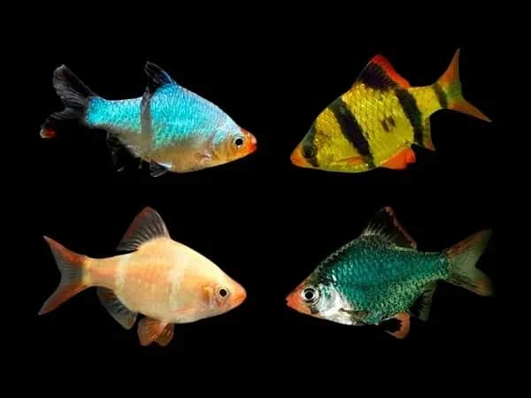 Assorted Barbs