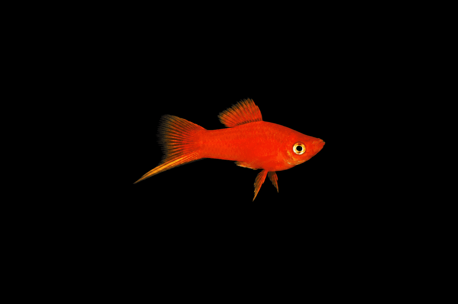 Red Velvet Swordtail
