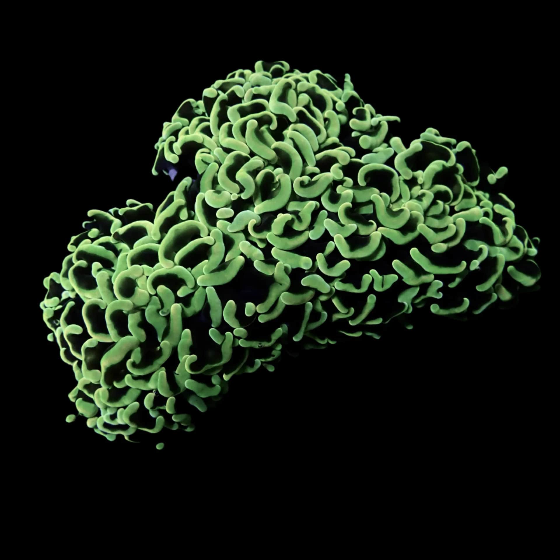 Wall Hammer Coral (Green)