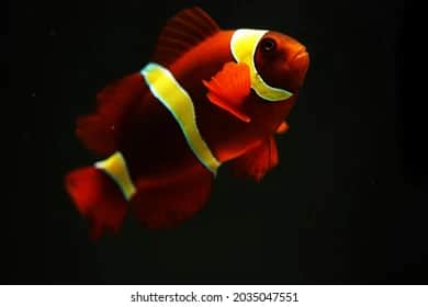 Gold Stripe Maroon Clownfish