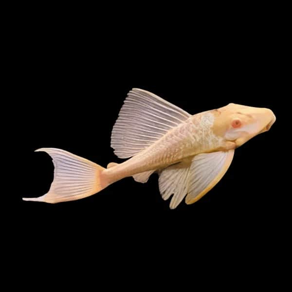 Albino Common Plecostomus