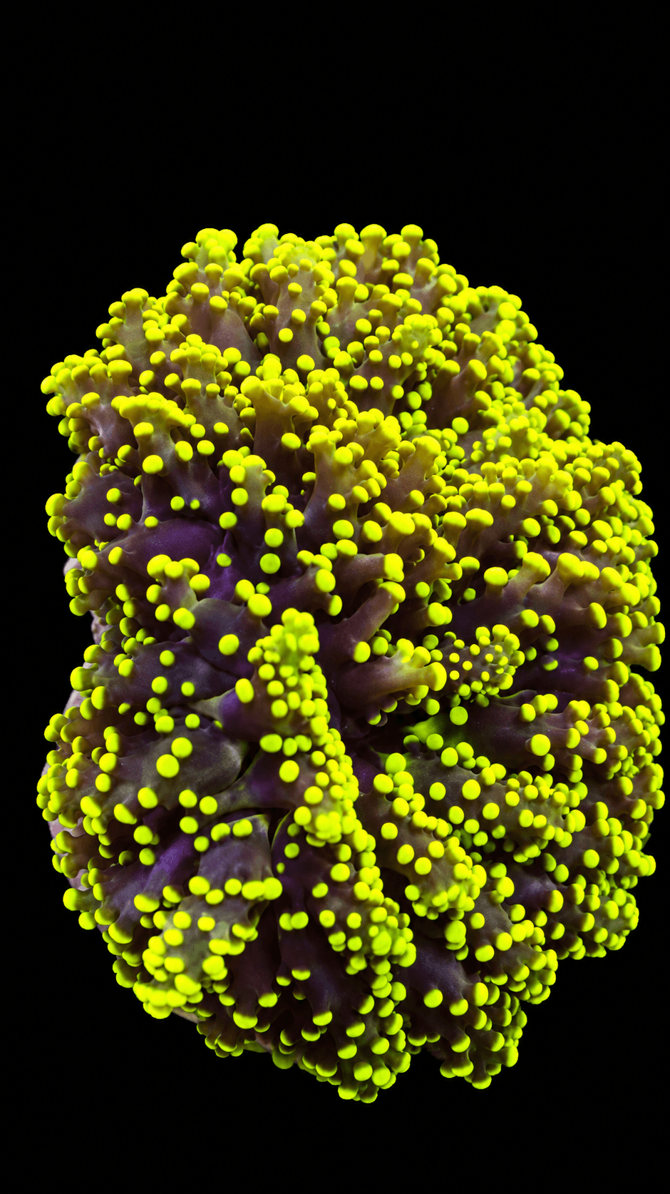 Yellow Branching Octospawn Coral