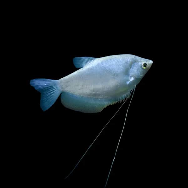 Moon Light Gourami