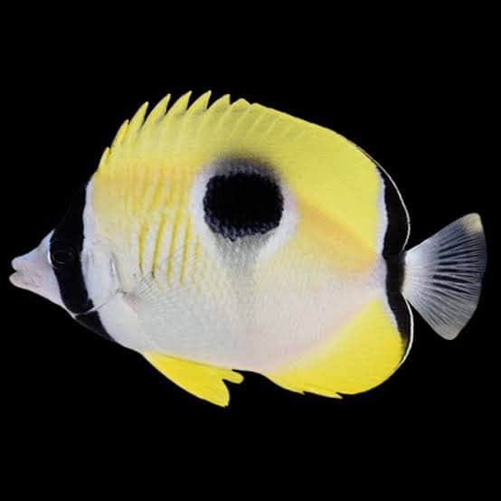 Tear Drop Butterflyfish