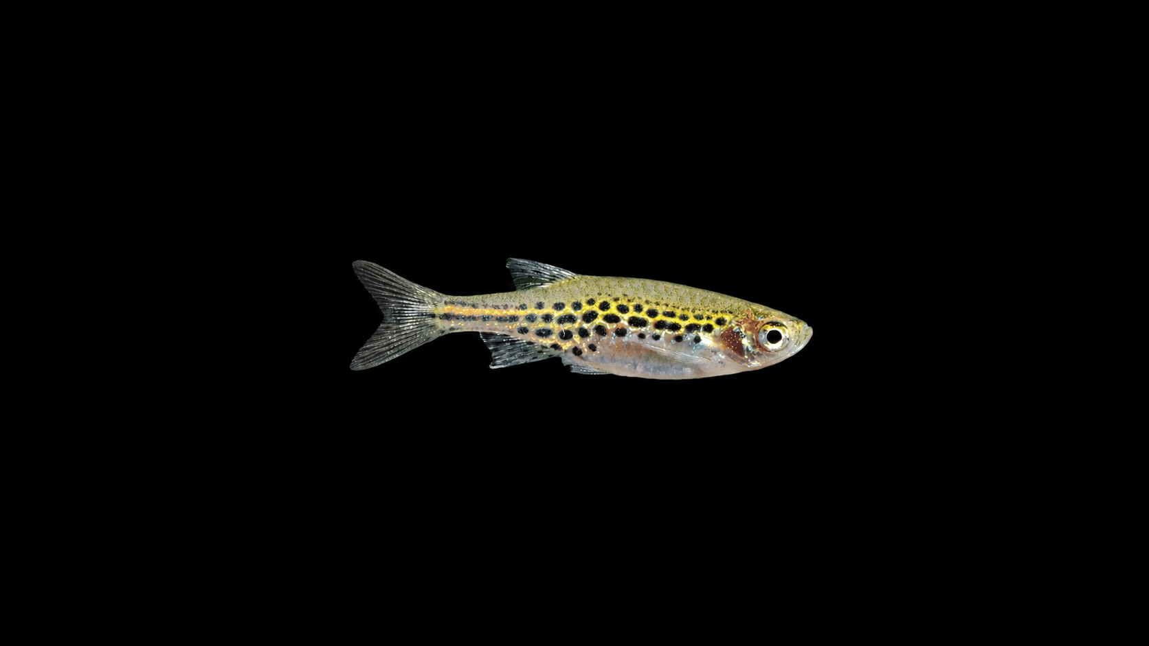 Gold Ring Danio