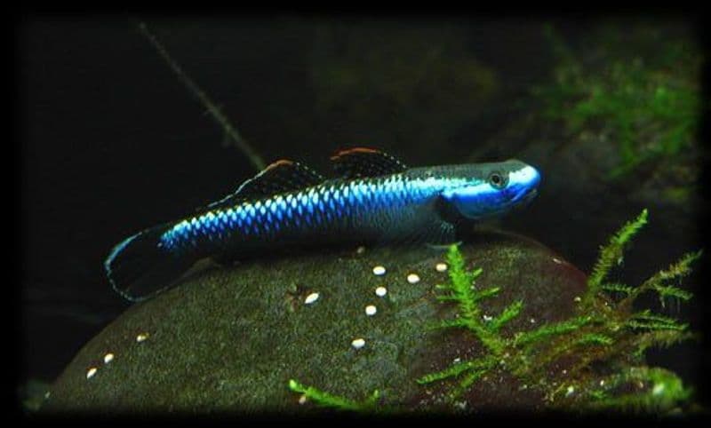 Blue Neon Stiphodon Goby